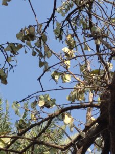Butea monosperma (Lam.)Taub.
