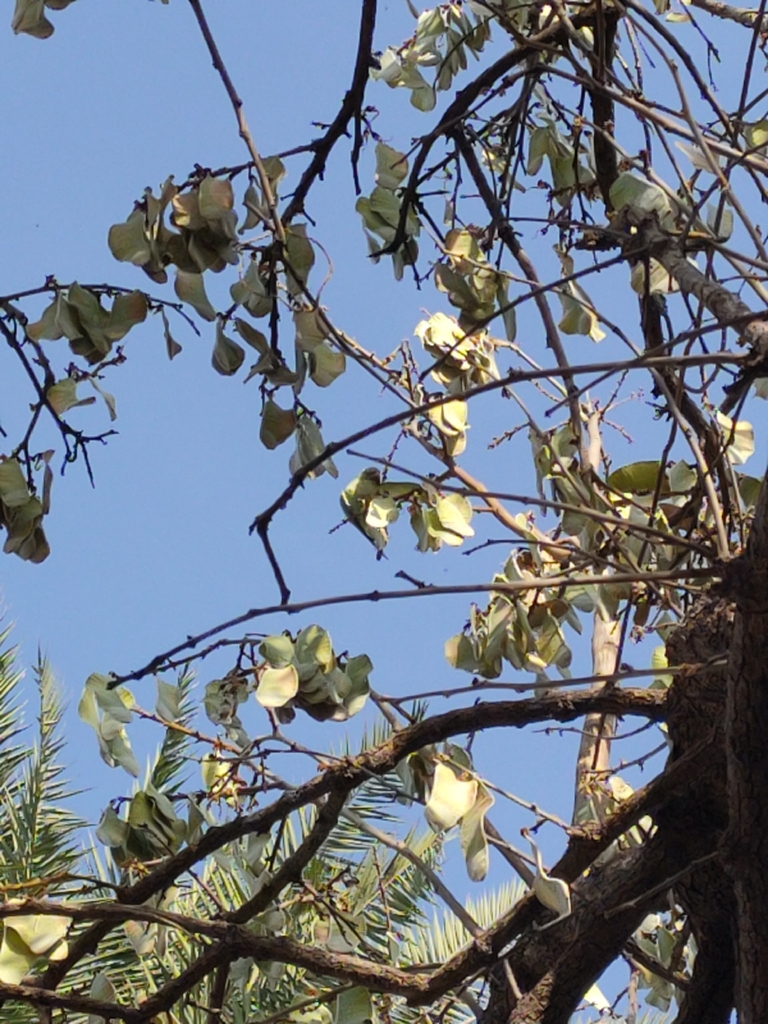Genus: Butea 9 Attached Image