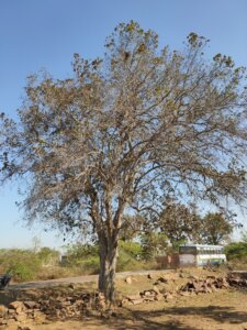 Mitragyna parvifolia (Roxb.) Korth