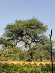 Acacia nilotica subsp. indica<span class="original-post-title">Syn. of <a href="https://www.plantsofrajasthan.com/vachellia-nilotica-subsp-indica/">Vachellia nilotica subsp. indica</a></span>