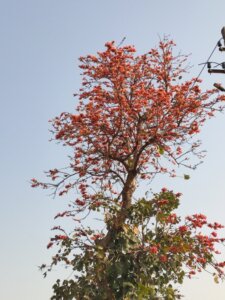 Butea monosperma (Lam.)Taub.