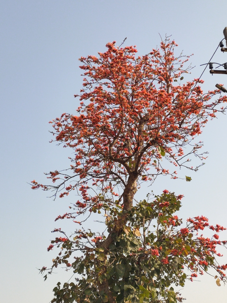 Genus: Butea 11 Attached Image