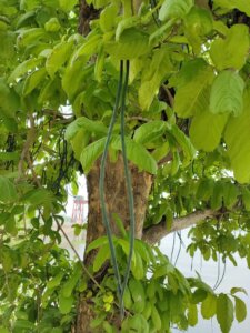 Wrightia tinctoria (Roxb.) R.Br.