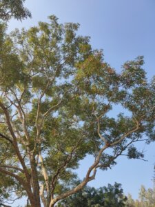 Albizia procera (Roxb.) Benth