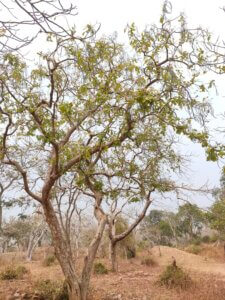 Wrightia tinctoria (Roxb.) R.Br.