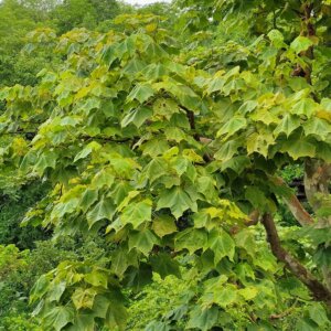 Sterculia urens Roxb.