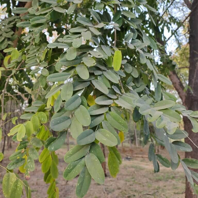 Genus: Albizia 4 Attached Image