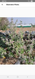 Calotropis procera (Aiton) W.T.Aiton