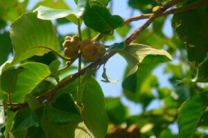 Artocarpus lacucha Buch.-Ham.