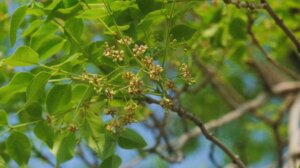 Schrebera swietenioides Roxb.