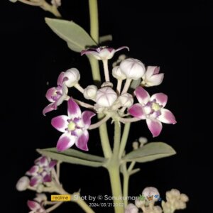 Calotropis procera (Aiton) W.T.Aiton