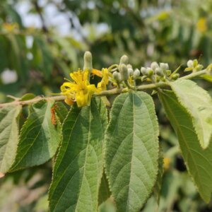 Grewia flavescens Juss.