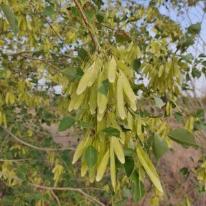 Dalbergia sissoo Roxb. ex DC