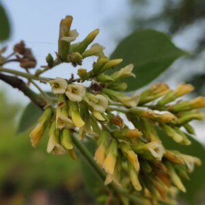 Dalbergia sissoo Roxb. ex DC