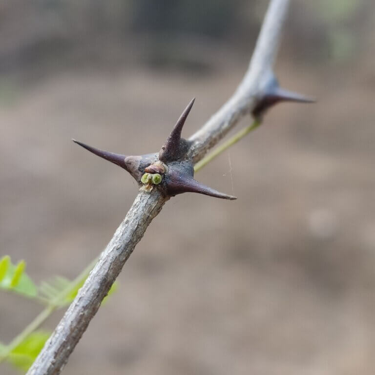 Genus: Senegalia 6 Attached Image