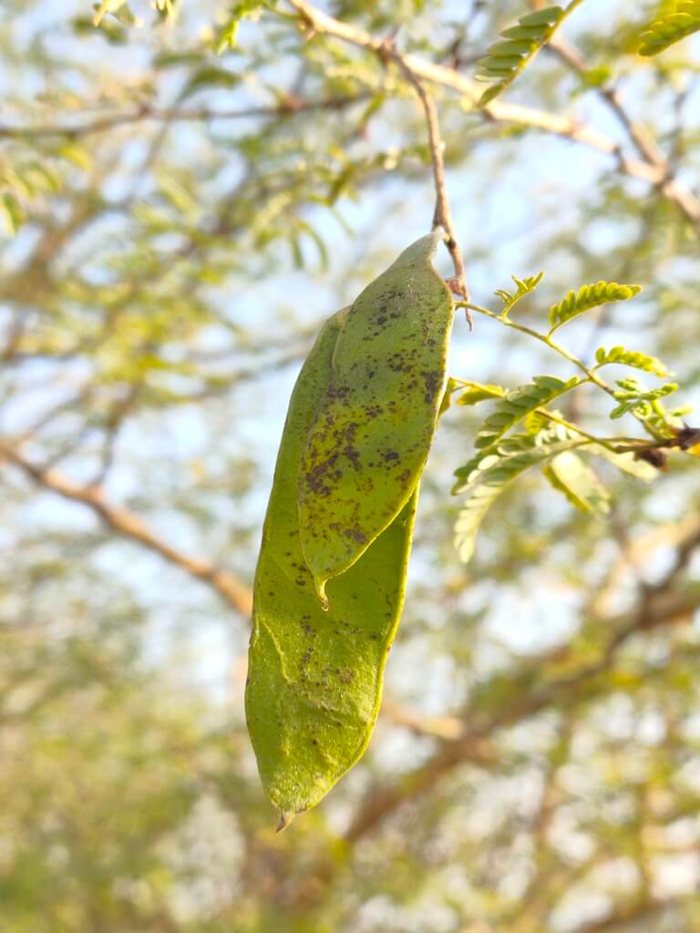Genus: Senegalia 8 Attached Image