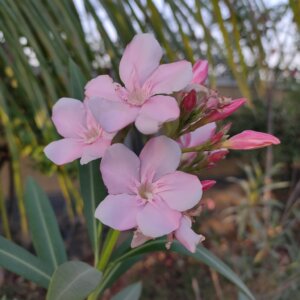Nerium oleander L.