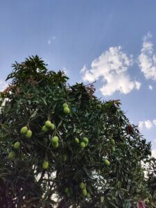 Mangifera indica L.