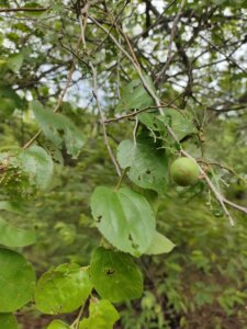 Ziziphus xylopyrus (Retz.) Willd.
