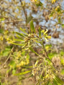 Dalbergia sissoo Roxb. ex DC