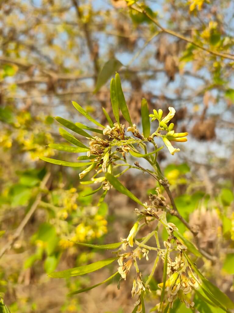 Genus: Dalbergia 5 Attached Image