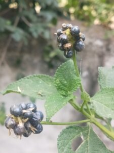 Lantana camara L.
