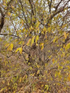 Grewia flavescens Juss.