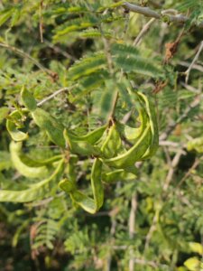 Dichrostachys cinerea (L.) Wight & Arn.