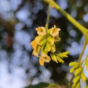 Dalbergia sissoo Roxb. ex DC