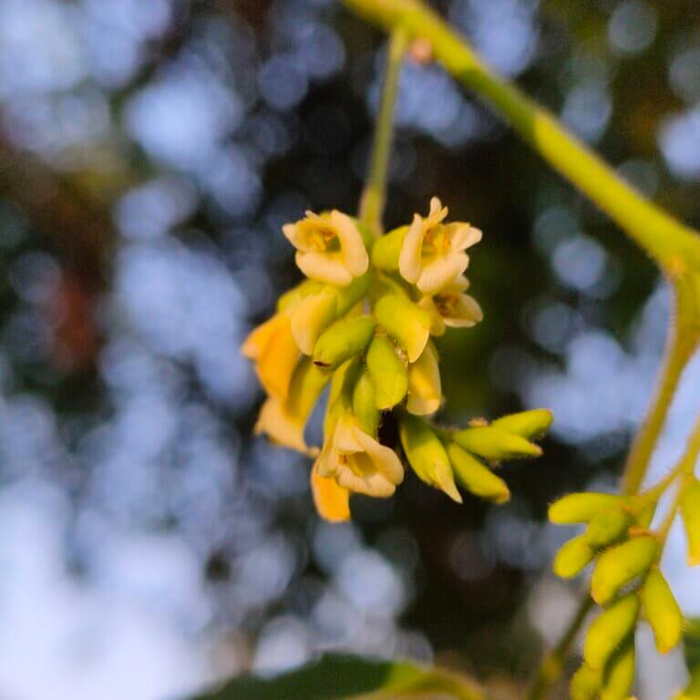 Genus: Dalbergia 4 Attached Image