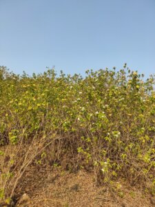 Lantana camara L.