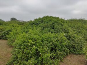 Lantana camara L.