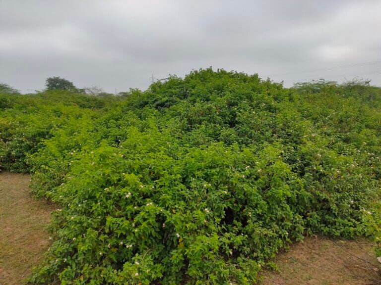 Genus: Lantana 2 Attached Image