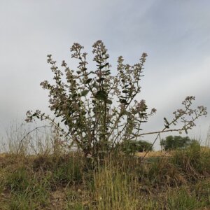 Calotropis procera (Aiton) W.T.Aiton