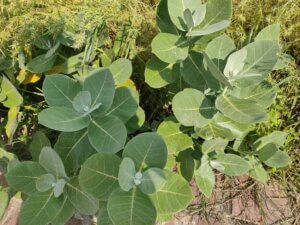 Calotropis procera (Aiton) W.T.Aiton