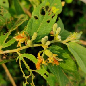 Grewia flavescens Juss.