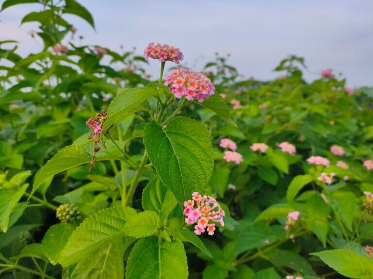 Genus: Lantana 1 Attached Image