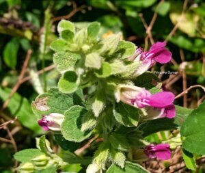 Anisomeles indica
