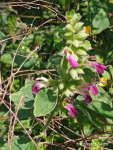 Anisomeles indica