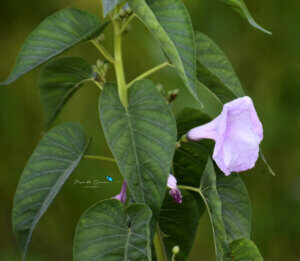 Ipomoea carnea subsp. fistulosa