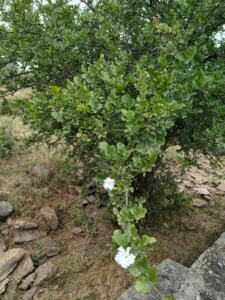 Dolichandrone falcata (Wall. ex DC) Seem