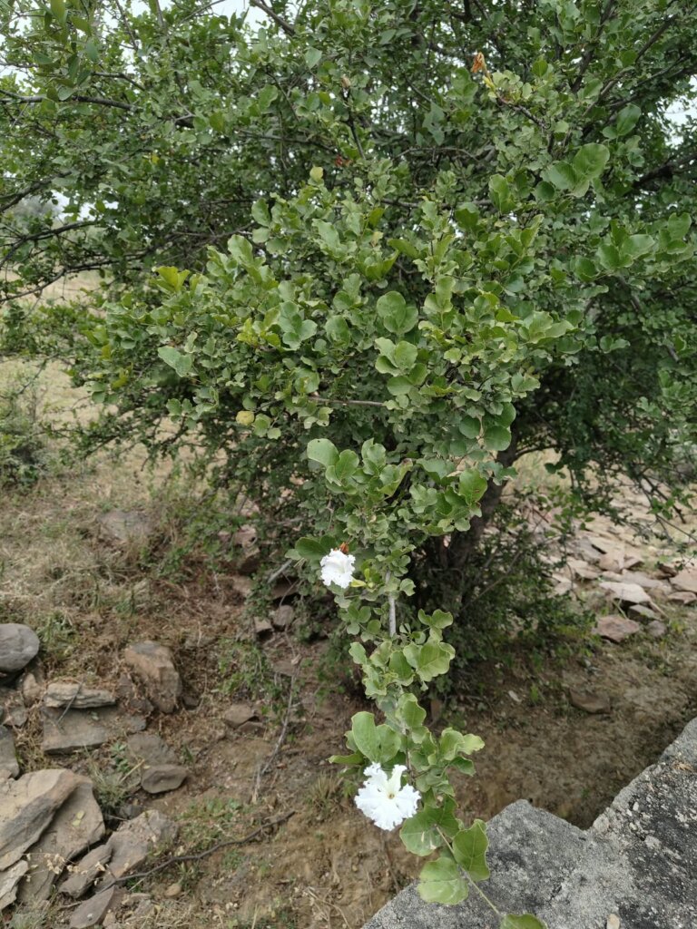 Dolichandrone falcata (Wall. ex DC) Seem