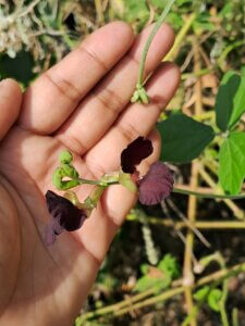 Macroptilium atropurpureum (DC.) Urb.
