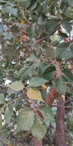 Unknown plant