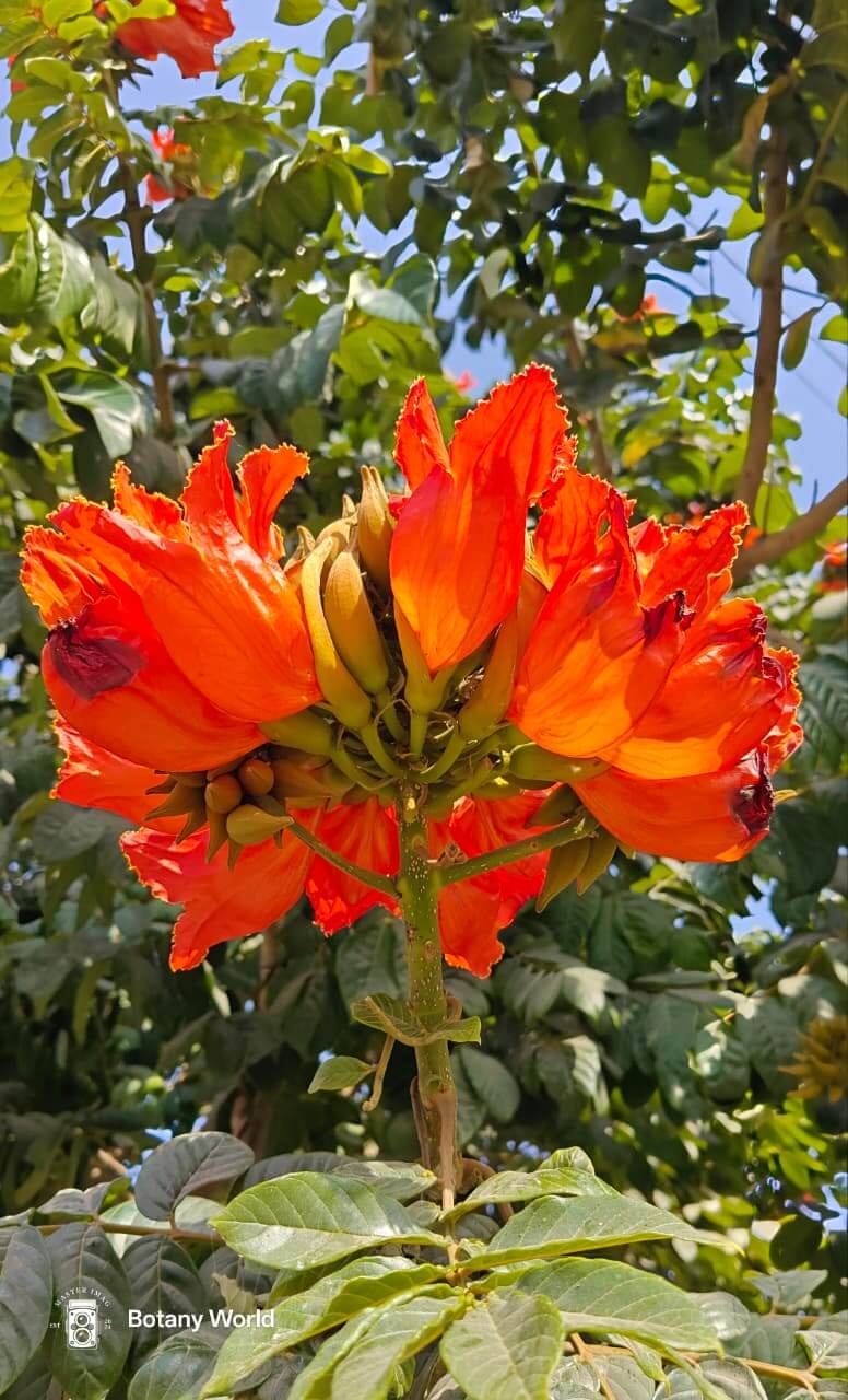Spathodea-campanulata