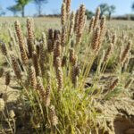 Plantago ovata