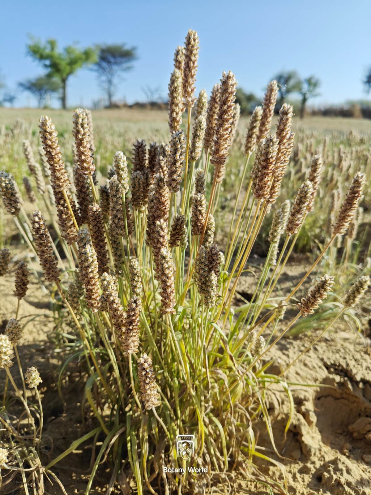 Plantago ovata