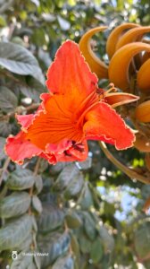 Spathodea campanulata P.Beauv.