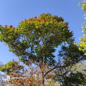 Spathodea campanulata P.Beauv.